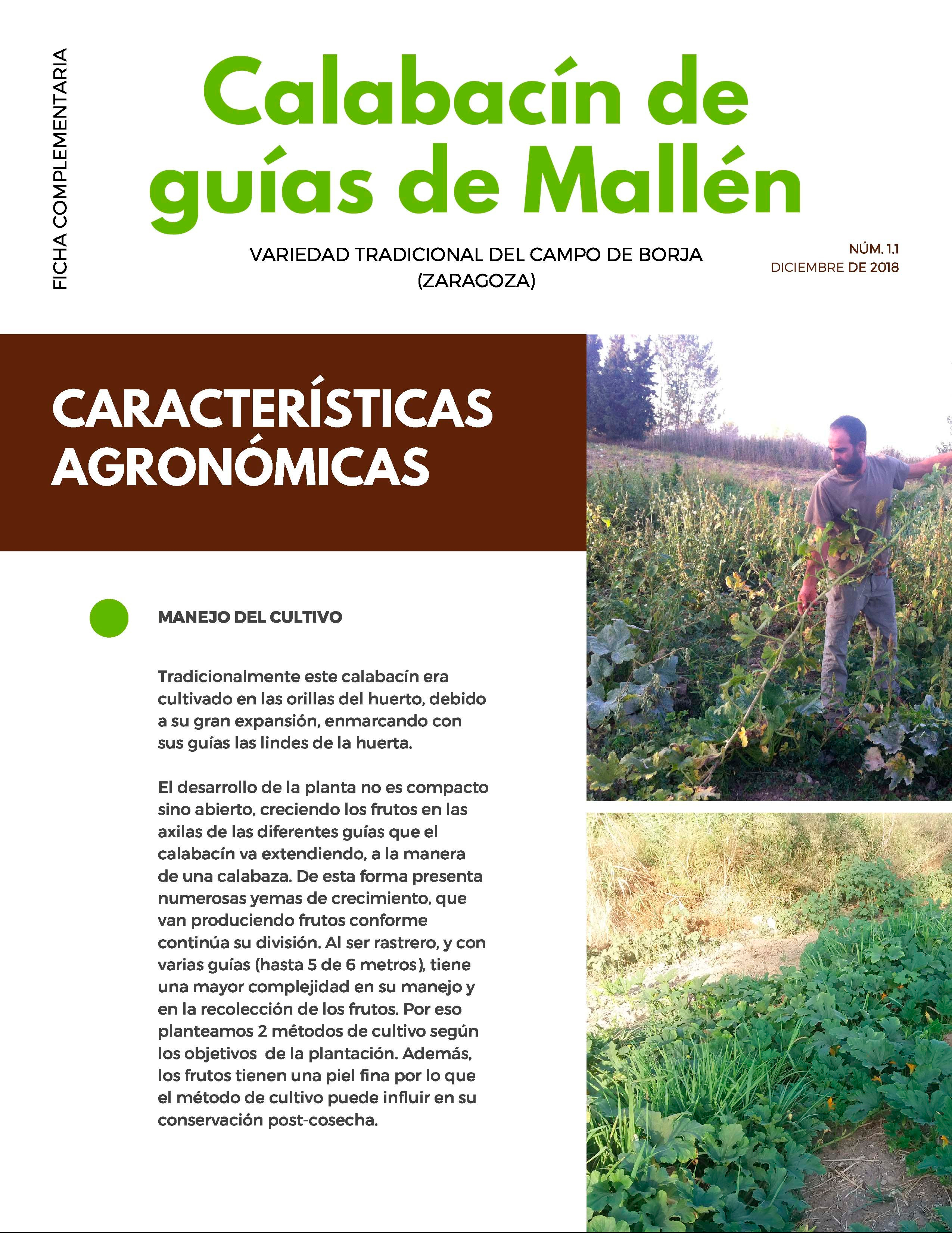 Calabacín de guías de Mallén_ficha complementaria