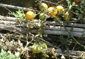Tomate del extremeño - Imagen 3