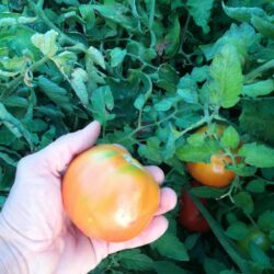 Tomate del extremeño