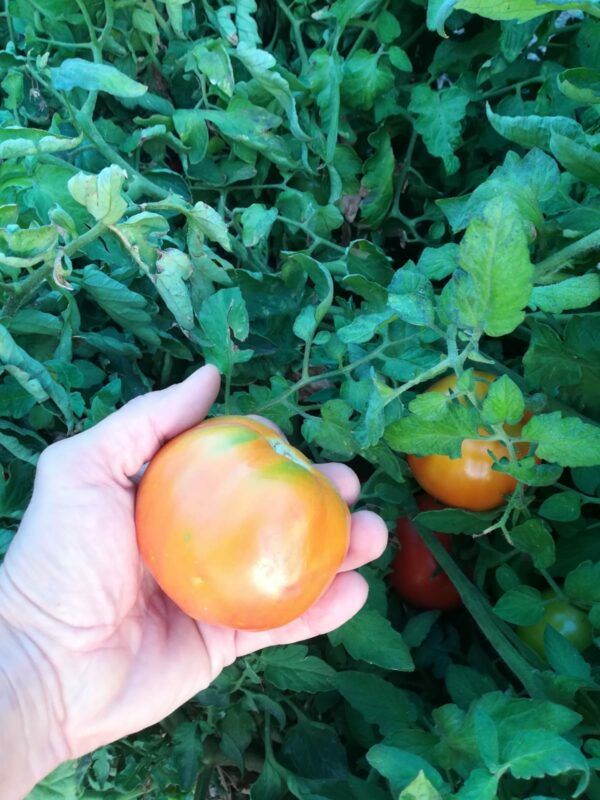 Tomate del extremeño