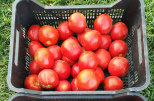 Tomate del extremeño - Imagen 2