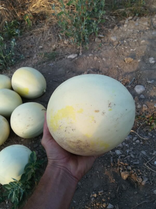 Melón blanco de Monegros - Imagen 3