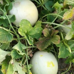 Melón blanco de Monegros