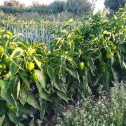 Pimiento Luesia