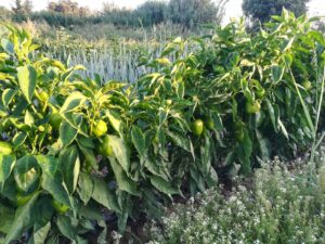 Pimiento Luesia