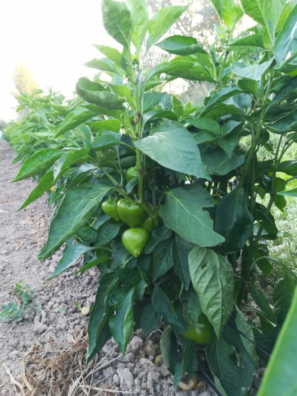 Pimiento Luesia - Imagen 2
