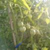 Tomate de colgar de Alacón - Imagen 3
