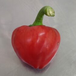 Pimiento Luesia