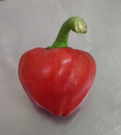 Pimiento Luesia