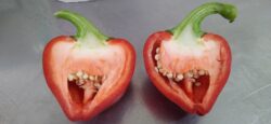 Pimiento Luesia - Imagen 2