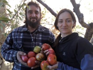 Tomate Mas de Ruiz - Imagen 2