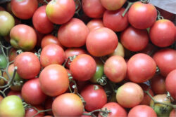 Tomate de colgar Serengue