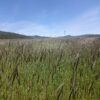 Centeno pirenaico - Imagen 2