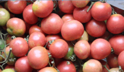 Tomate de colgar Serengue