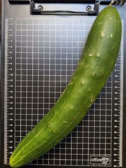 Pepino largo de Alcorisa - Imagen 2