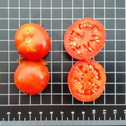 Tomate de colgar de Alacón