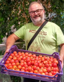 Tomate de colgar Serengue - Imagen 2