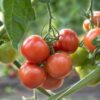Tomate de colgar de Alacón - Imagen 2