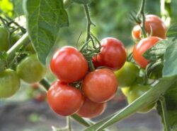 Tomate de colgar de Alacón - Imagen 2