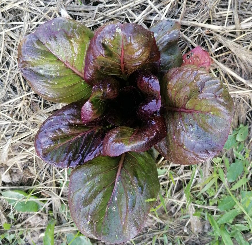 Lechuga morada de Alcorisa - Imagen 2