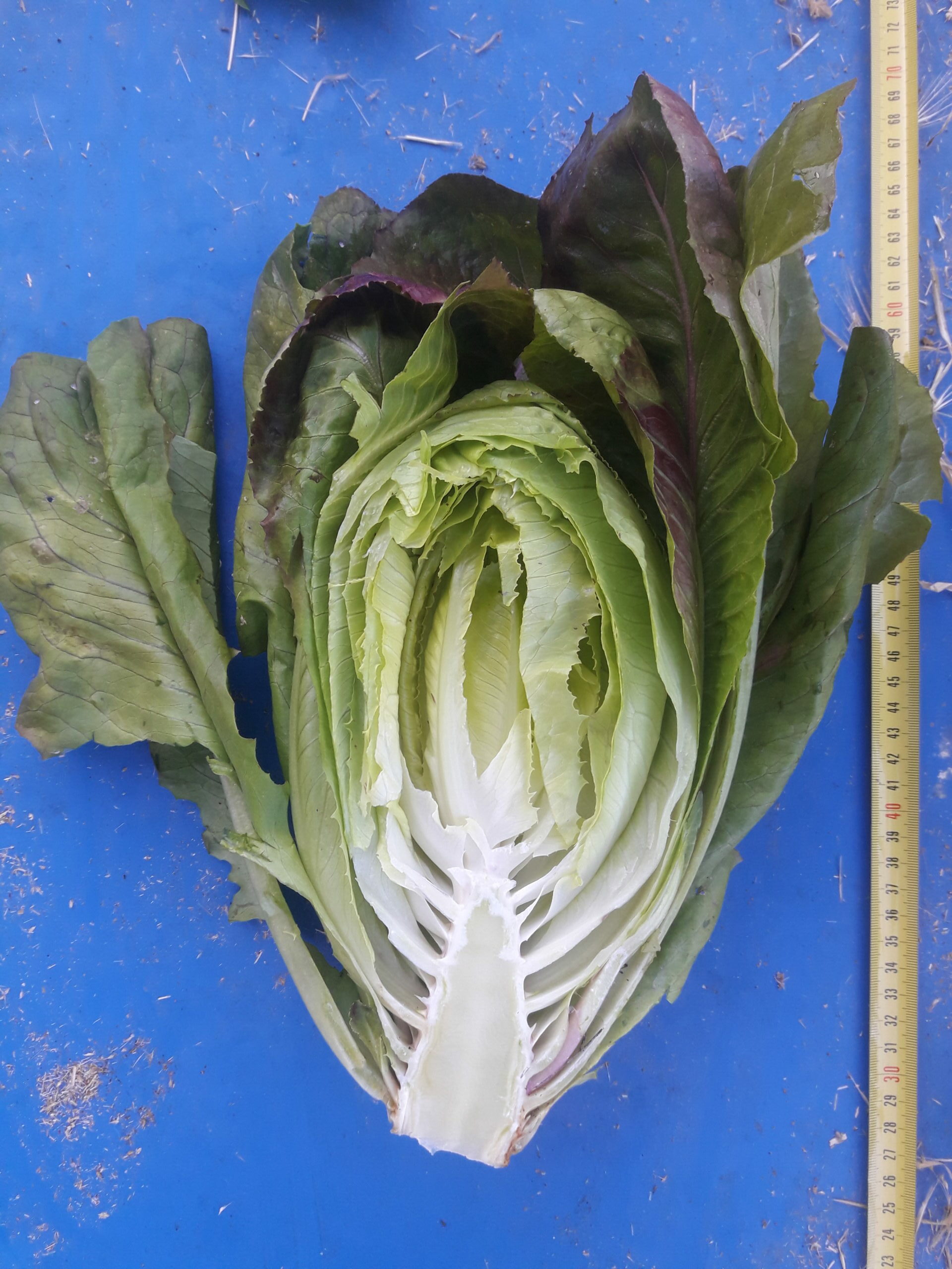 Lechuga morada de Alcorisa - Imagen 3