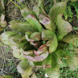 Lechuga morada de Alcorisa