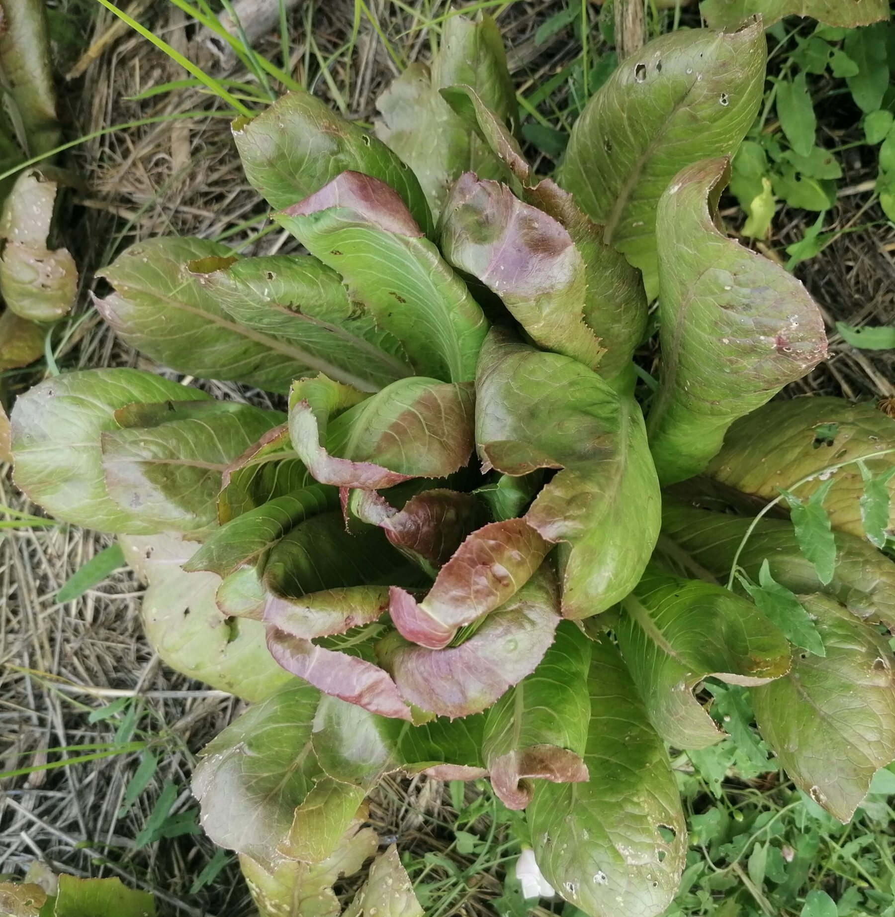 Lechuga morada de Alcorisa