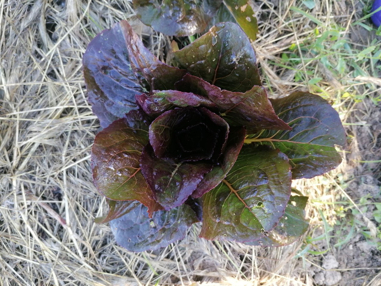 Lechuga negra de Calaceite - Imagen 2