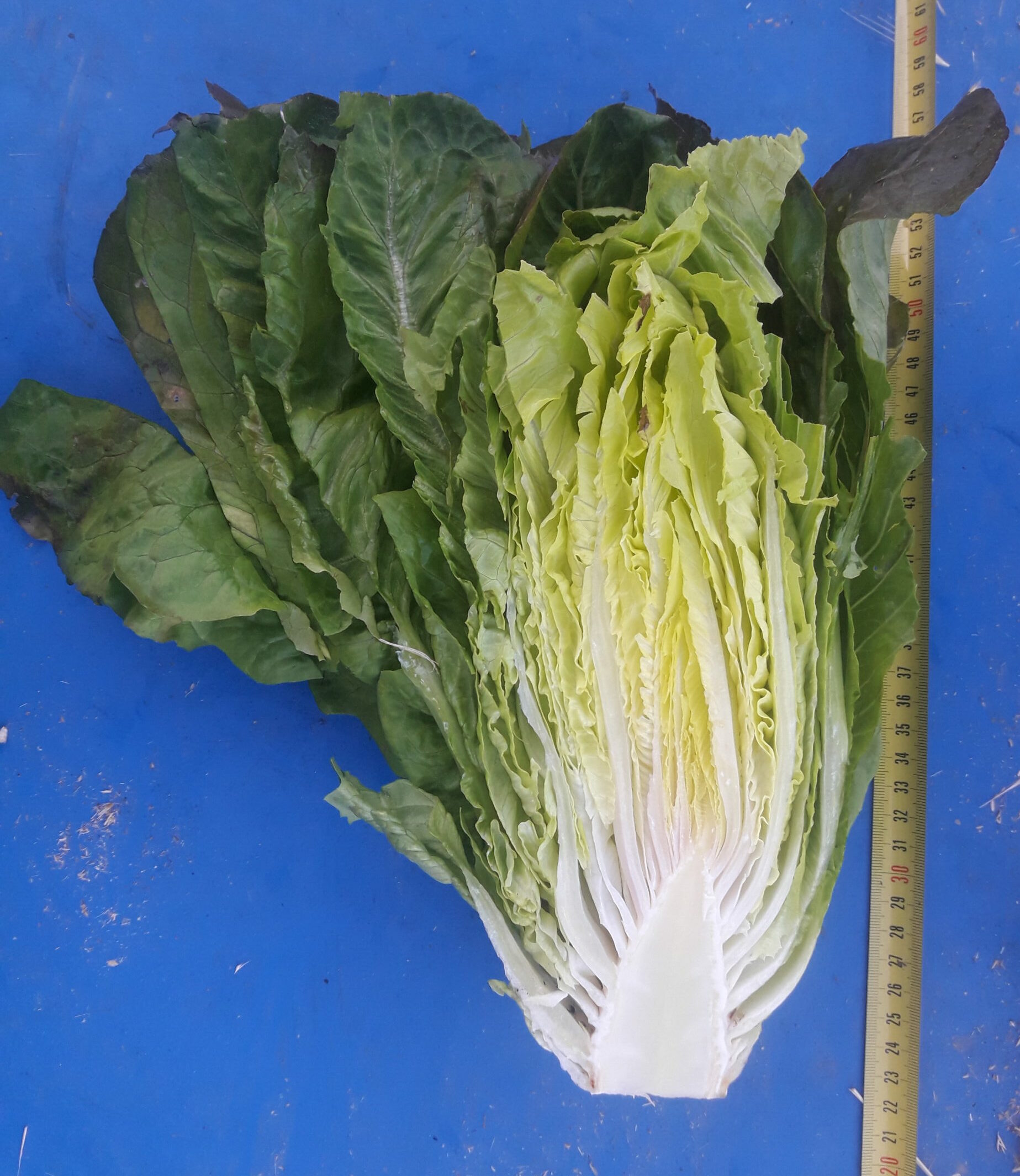 Lechuga negra de Calaceite - Imagen 3