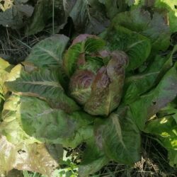 Lechuga negra de Calaceite