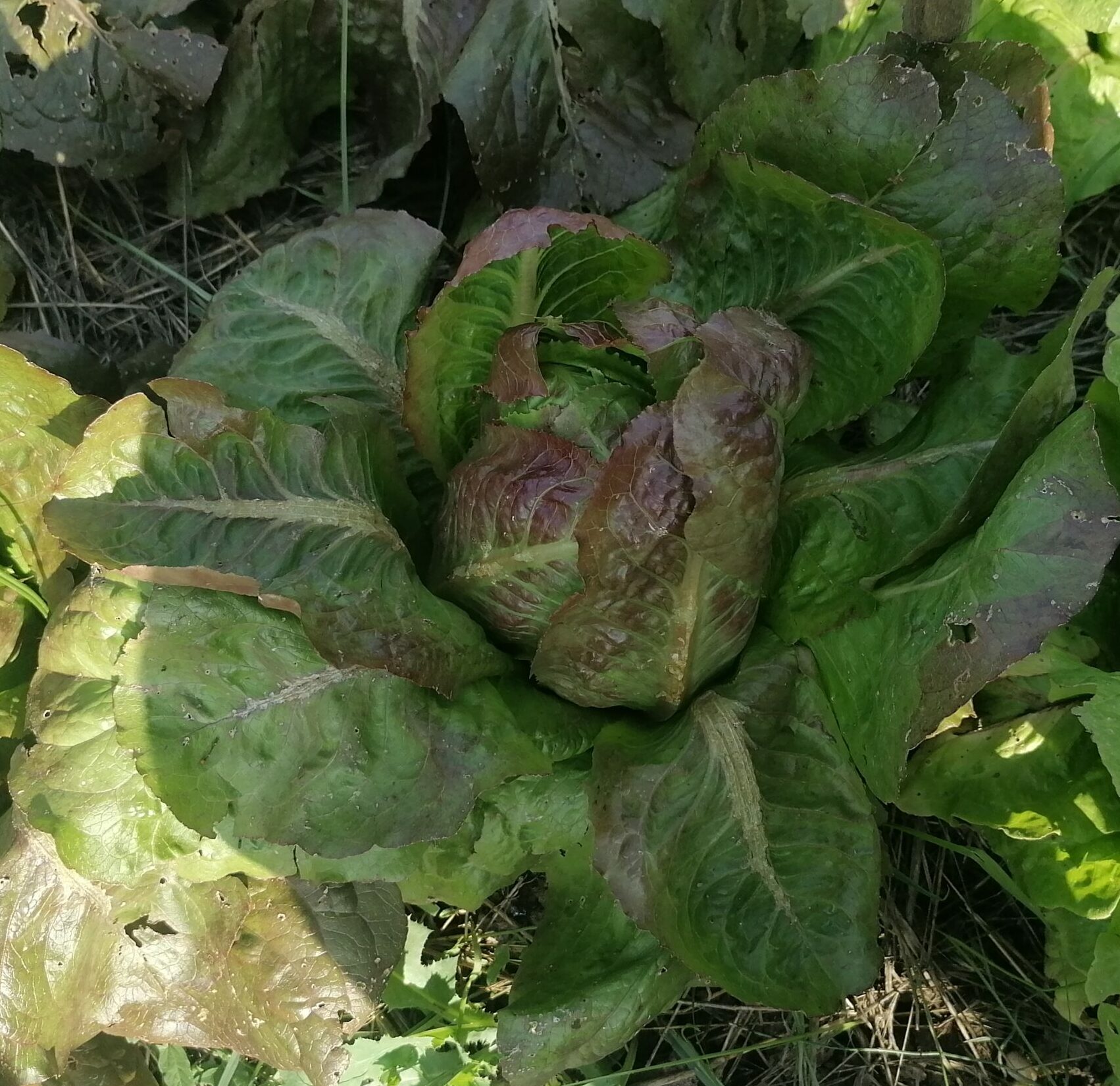 Lechuga negra de Calaceite