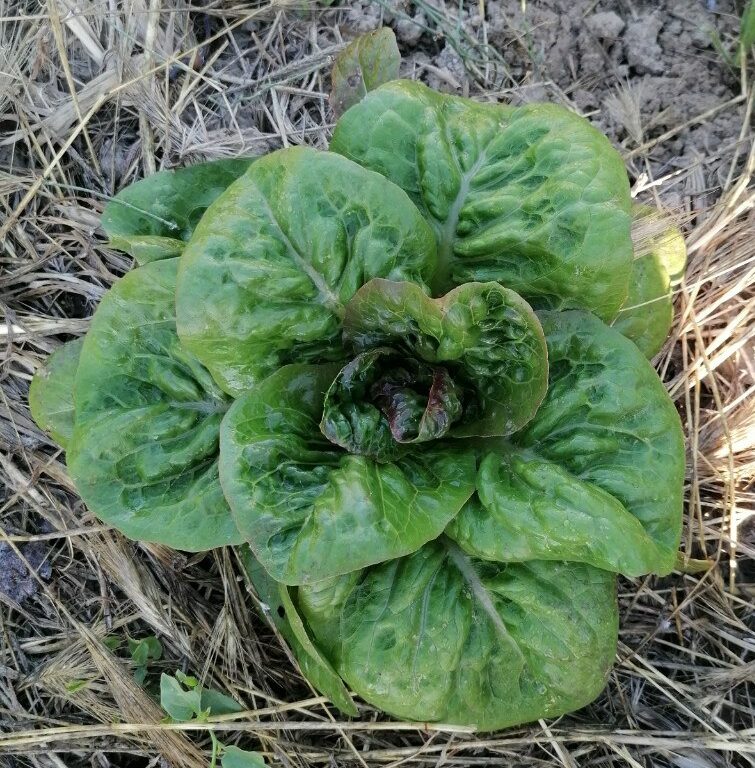 Lechuga el volador de Maella - Imagen 2