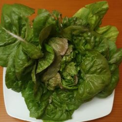 Lechuga el volador de Maella