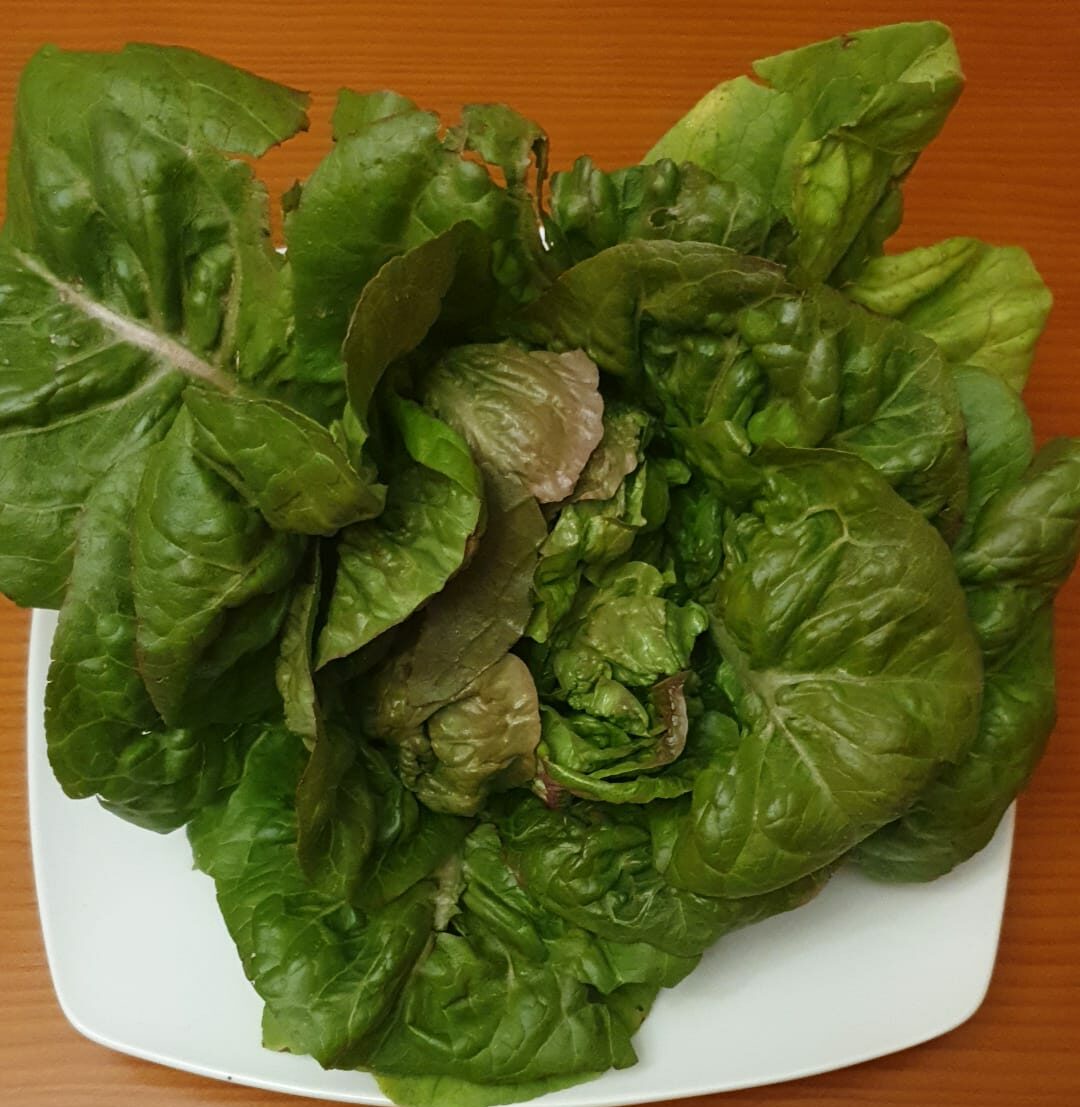 Lechuga el volador de Maella