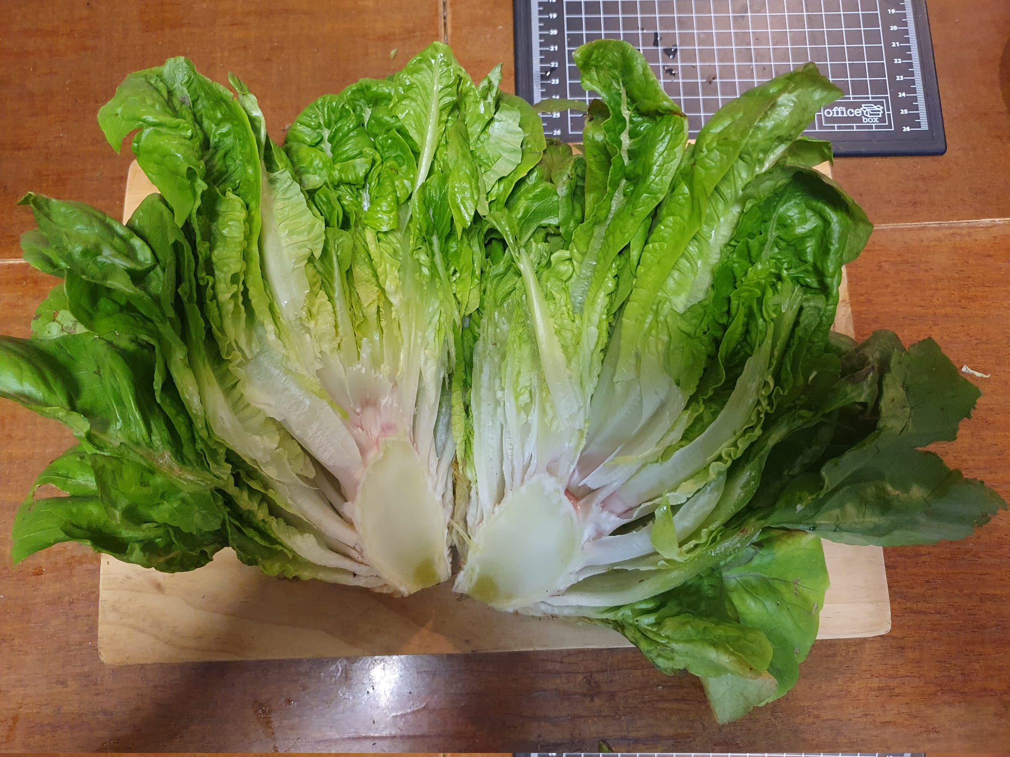 Lechuga el volador de Maella - Imagen 3