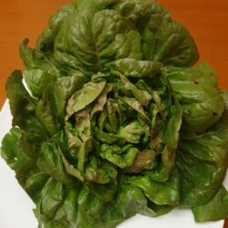 Lechuga moreneta de Ontiñena