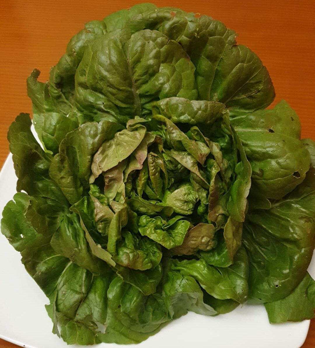 Lechuga moreneta de Ontiñena