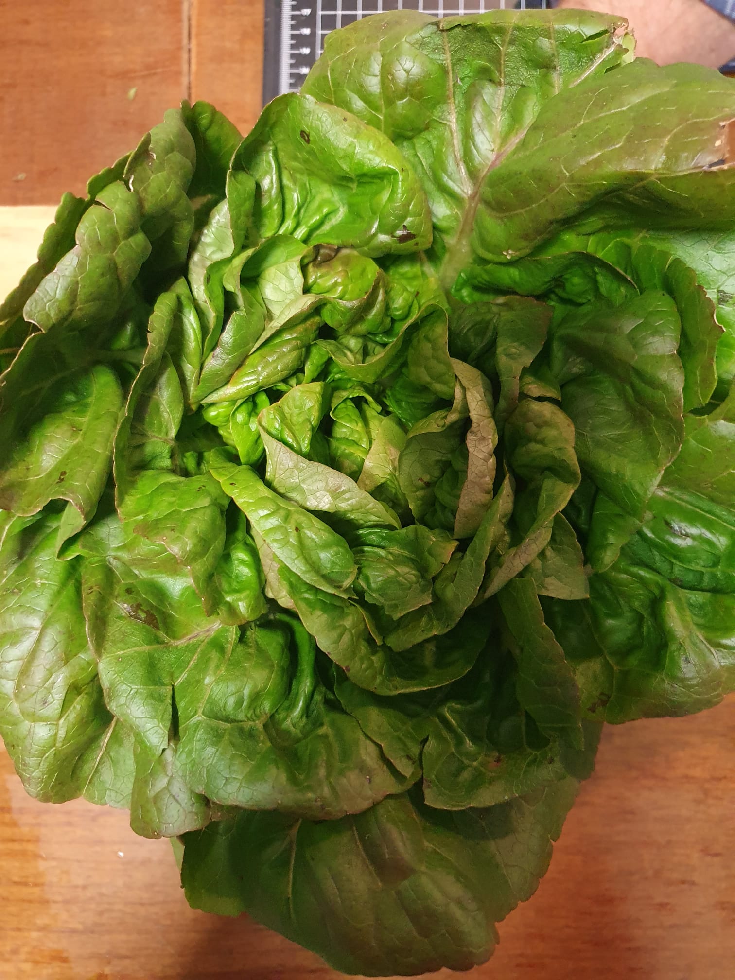 Lechuga moreneta de Ontiñena - Imagen 2