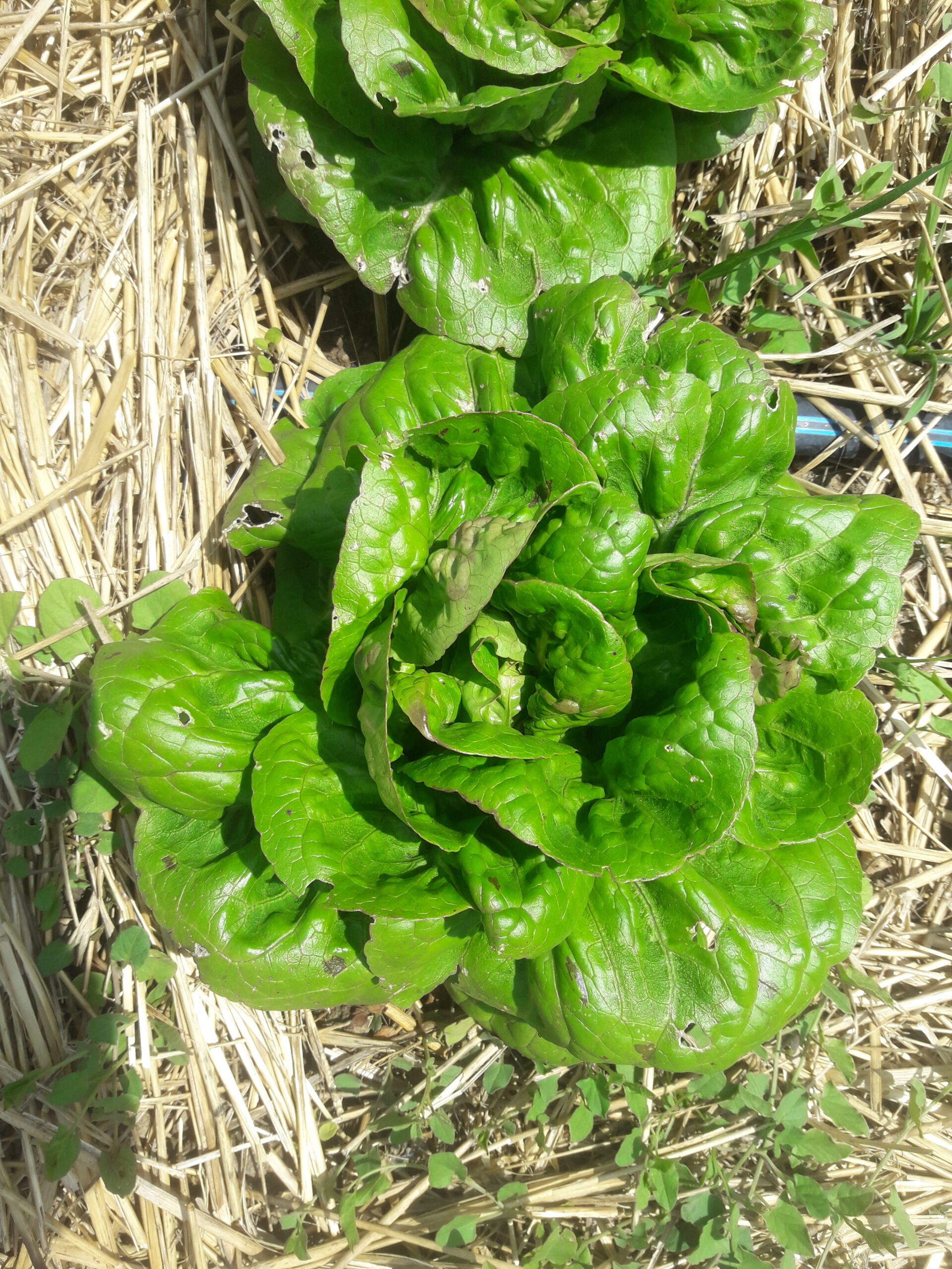 Lechuga moreneta de Ontiñena - Imagen 3