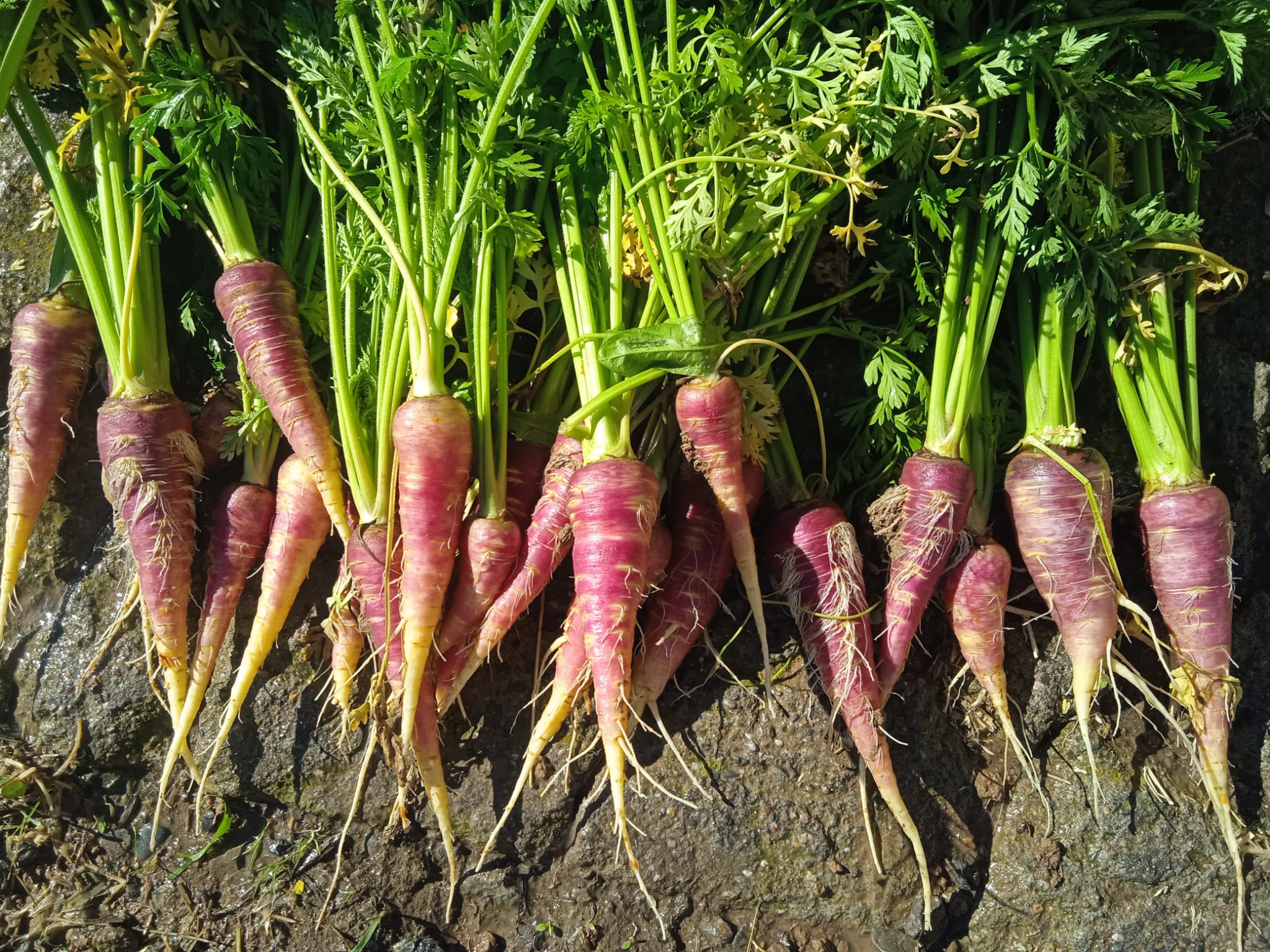 Zanahoria borriquera morada de Ateca - Imagen 2