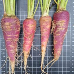 Zanahoria borriquera morada de Ateca