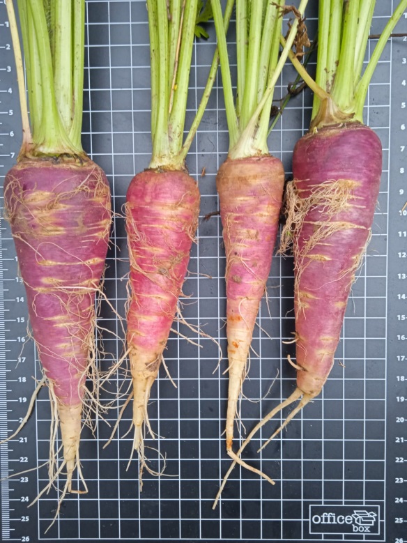 Zanahoria borriquera morada de Ateca