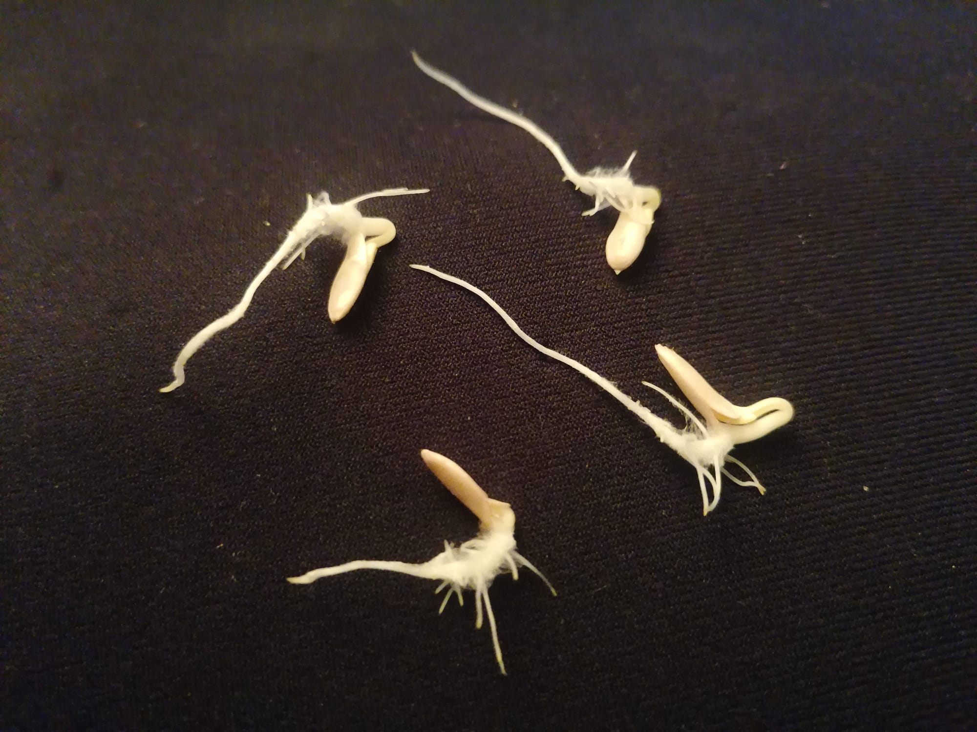 Las semillas de aquí. Simién d'o lugar