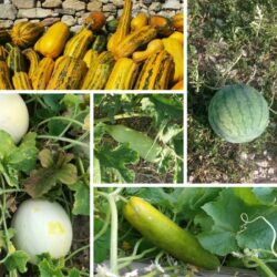 Lote de cucurbitáceas